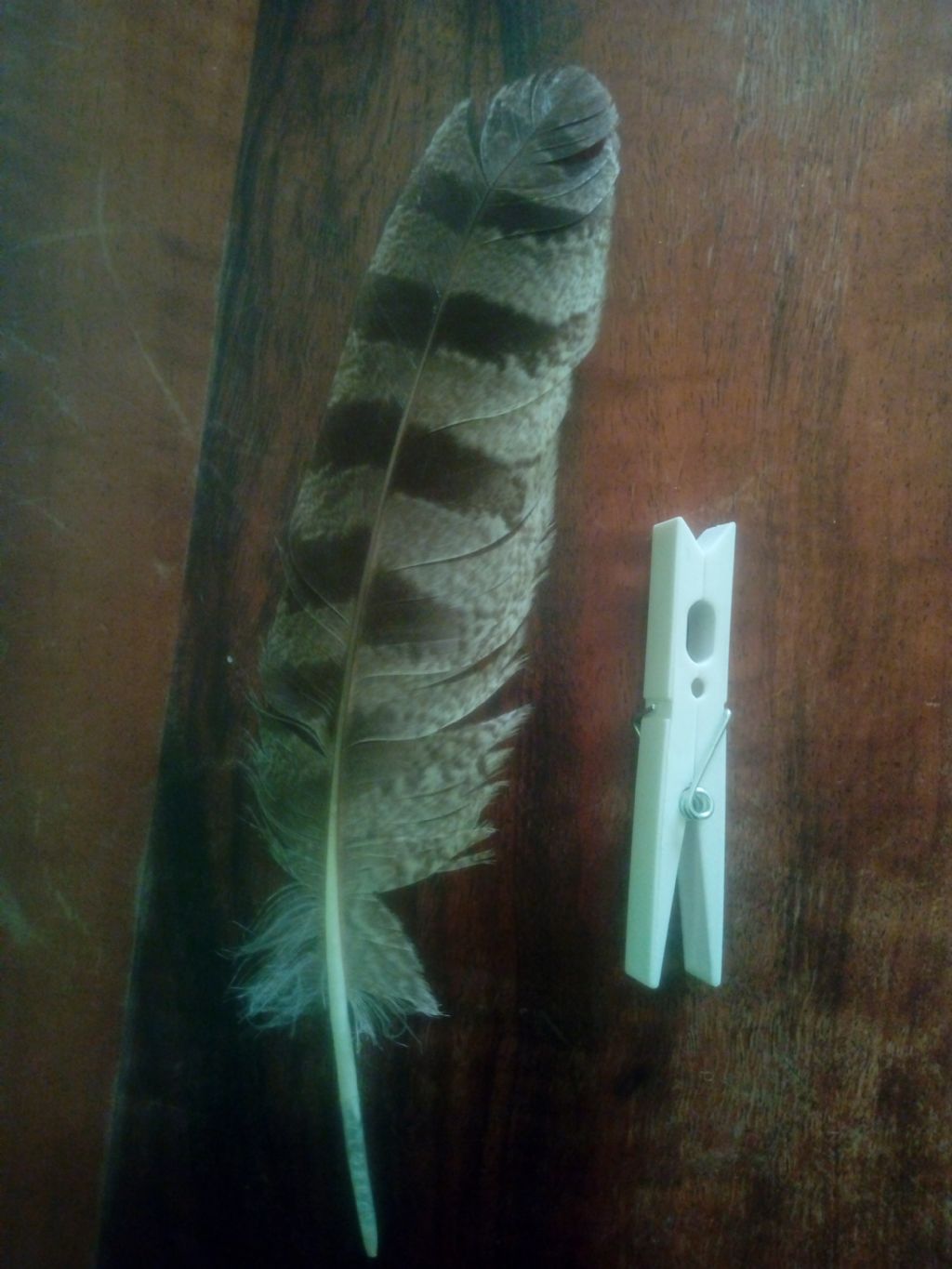 Identificazione penne